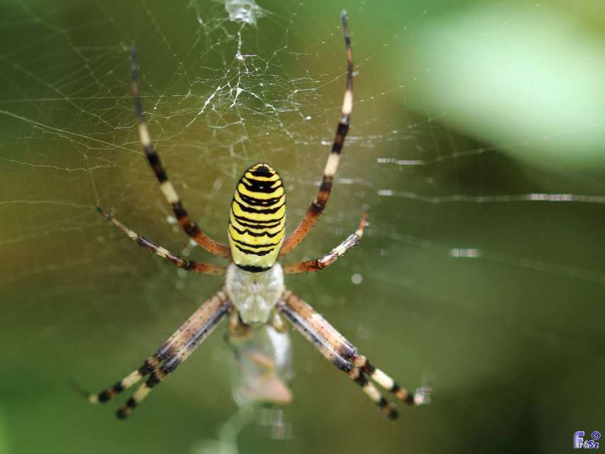 Argiope bruennichi - darázspók