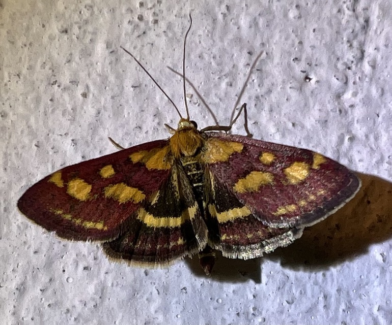 Pyrausta purpuralis - közönséges bíbormoly