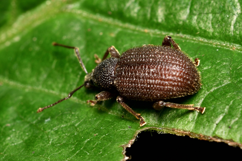 Otiorhynchus rugosostriatus - szamóca-gyalogormányos