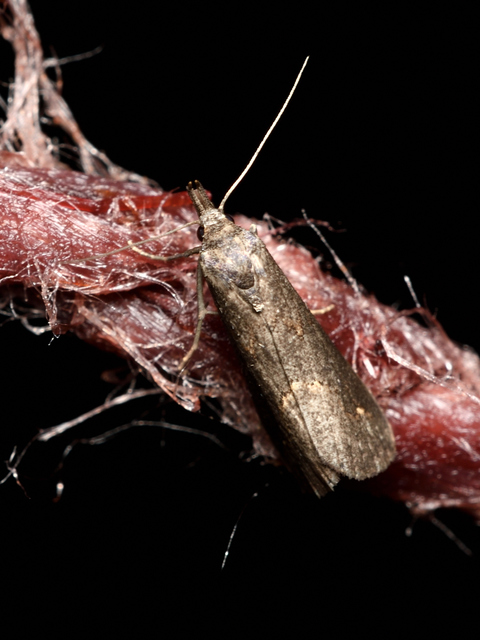 Schrankia costaestrigalis - keskenyszárnyú karcsúbagoly