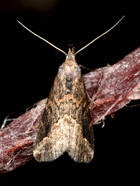 Schrankia costaestrigalis - keskenyszárnyú karcsúbagoly
