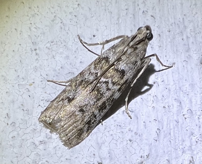 Dioryctria