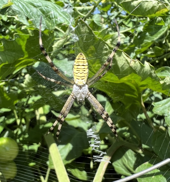 Argiope bruennichi - darázspók