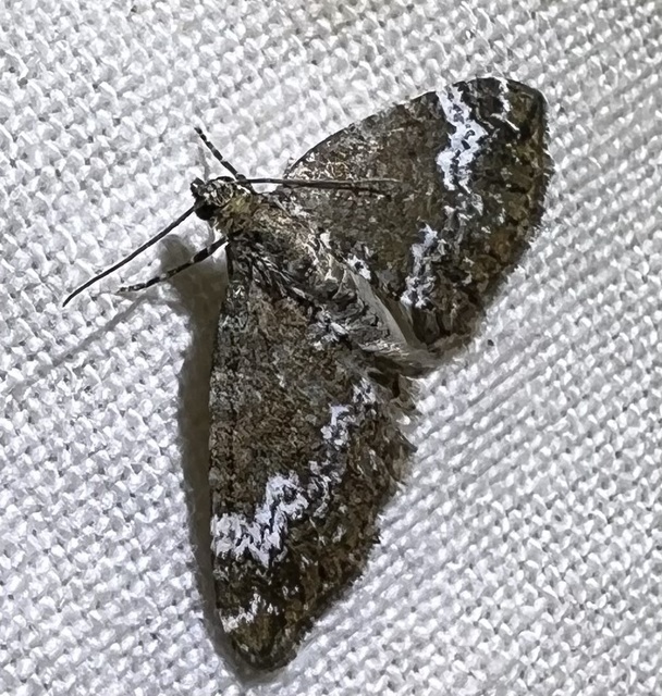 Perizoma alchemillata - árvacsalán-araszoló