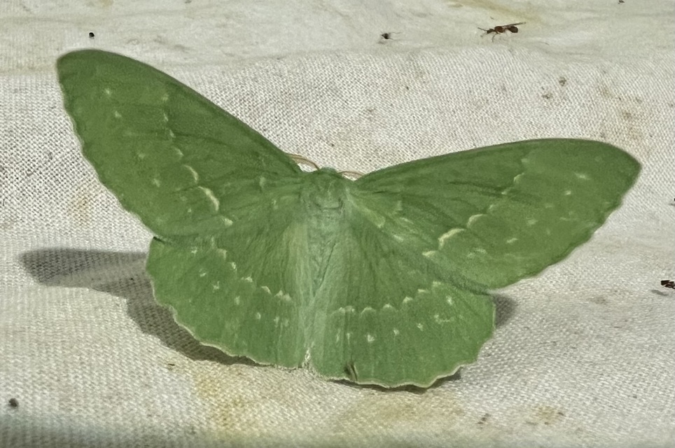 Geometra papilionaria - nagy zöldaraszoló