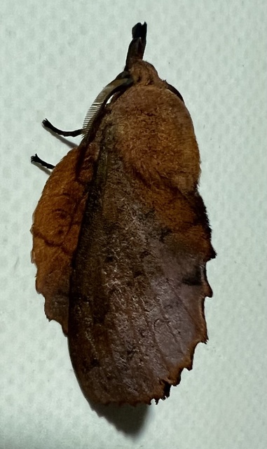 Gastropacha quercifolia - tölgylevélpohók
