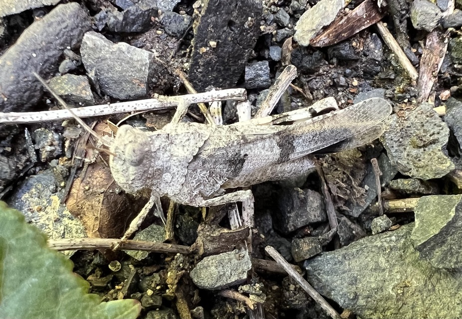 Oedipoda caerulescens - kékszárnyú sáska