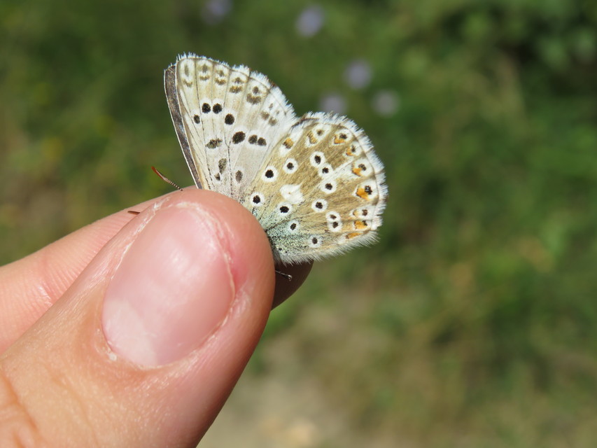 Polyommatus coridon - ezüstkék boglárka