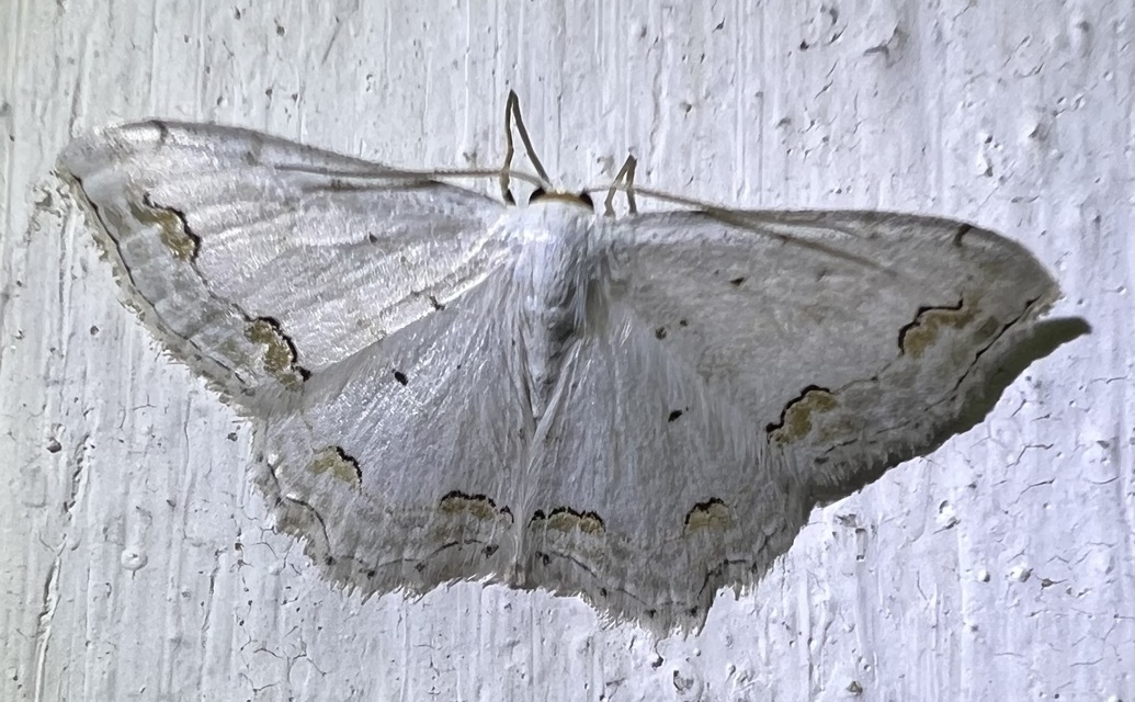 Scopula ornata - díszes fehéraraszoló