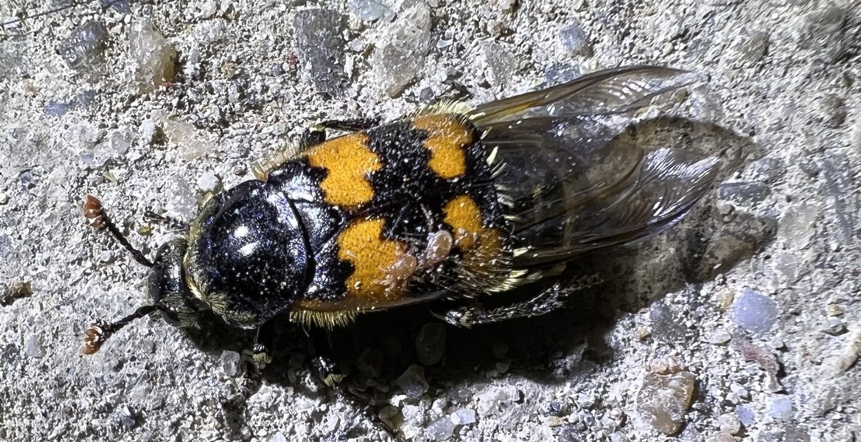 Nicrophorus vespillo - közönséges temetőbogár
