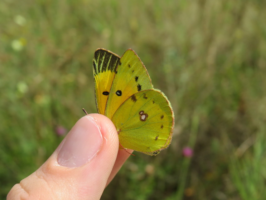 Colias chrysotheme - dolomit-kéneslepke