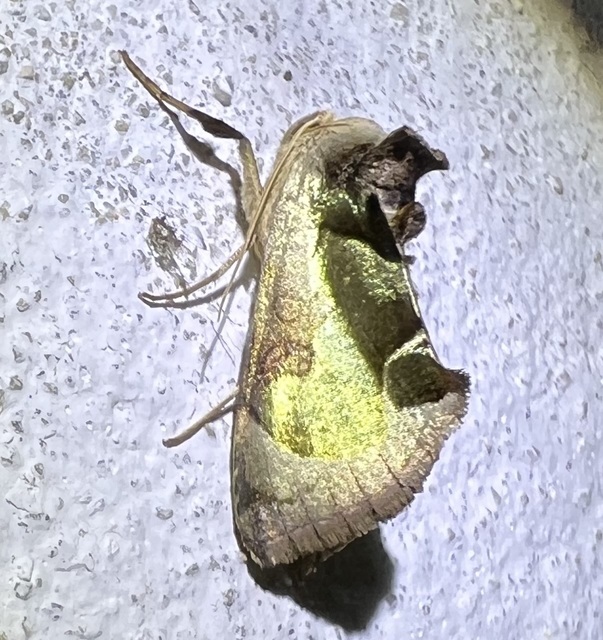 Diachrysia zosimi - nemes aranybagoly