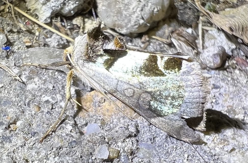 Diachrysia zosimi - nemes aranybagoly