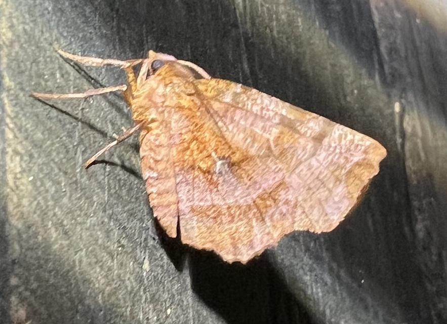 Selenia dentaria - kétfoltos holdasaraszoló
