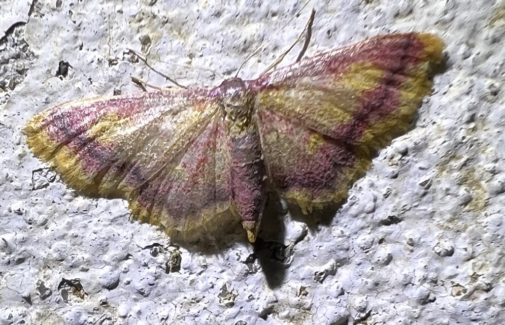 Idaea muricata - mocsári pirosaraszoló