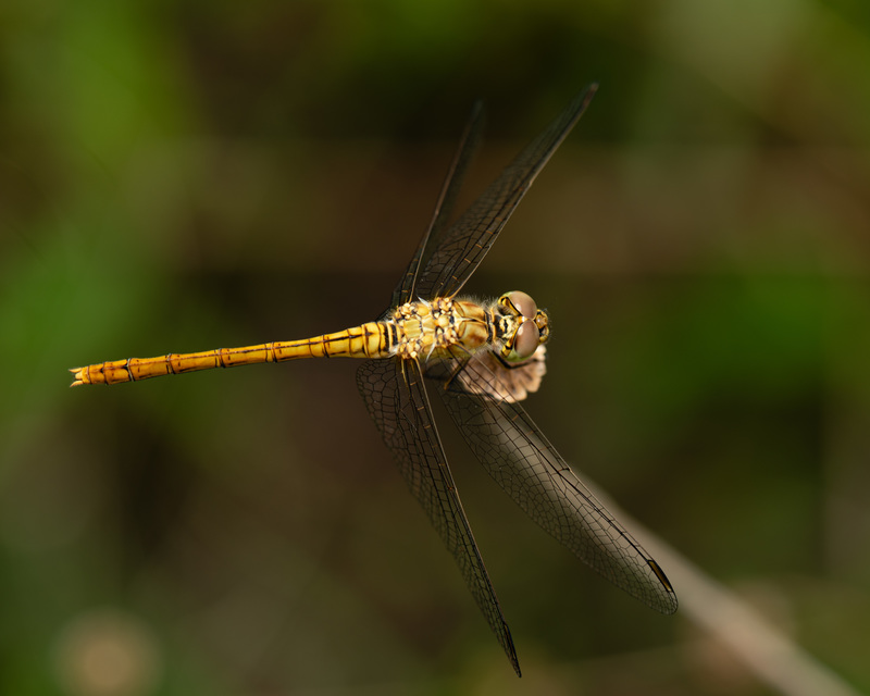 Sympetrum meridionale - fakó katona-szitakötő