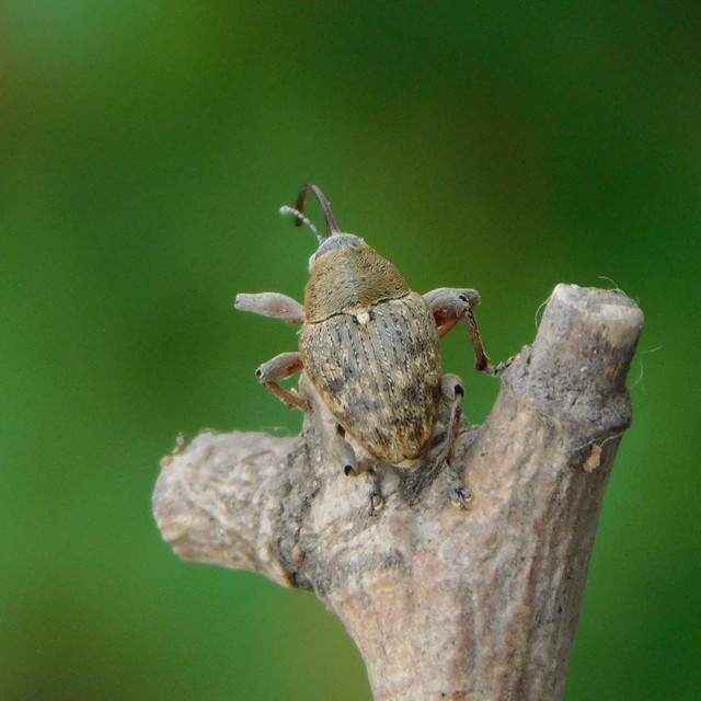 Curculio glandium - tölgymakkzsuzsóka