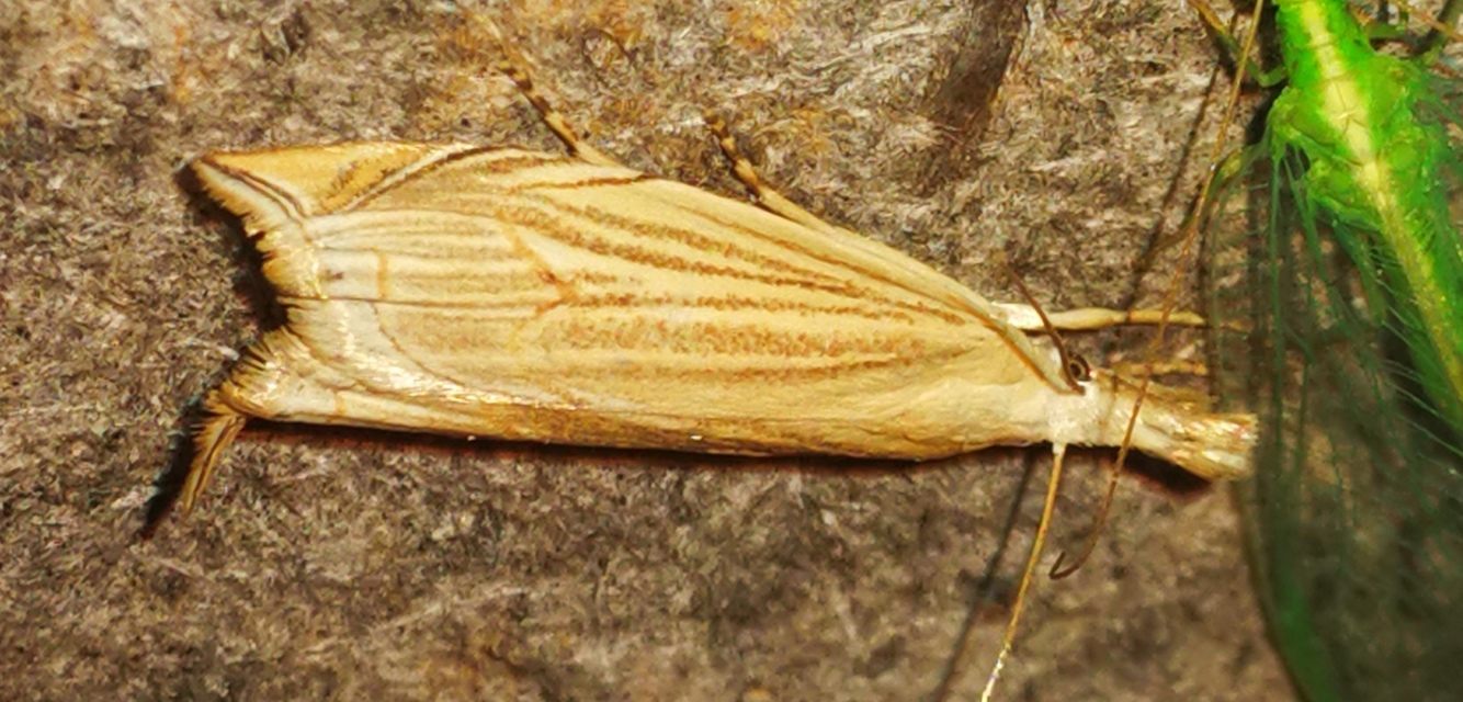 Metacrambus carectellus - homoki fűgyökérmoly