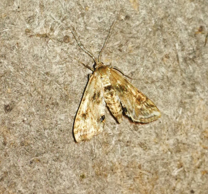 Cataclysta lemnata - békalencsemoly