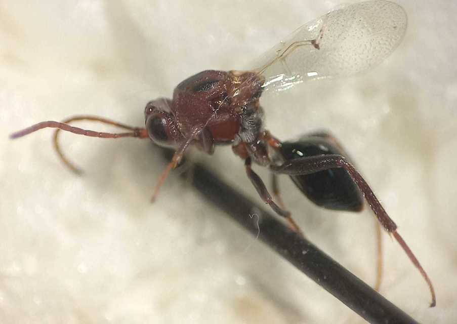 Callaspidia