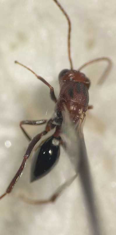 Callaspidia