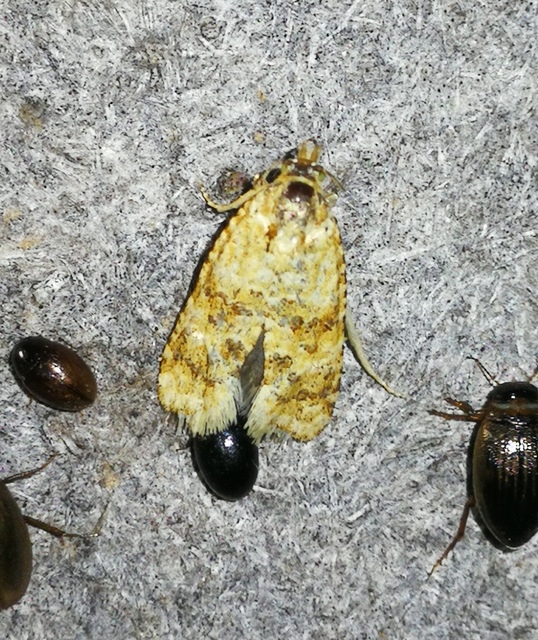 Aethes williana - gyopár-fúrómoly