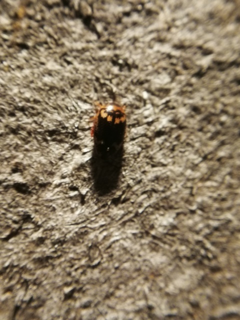Laccophilus poecilus - tarka bukóbogár