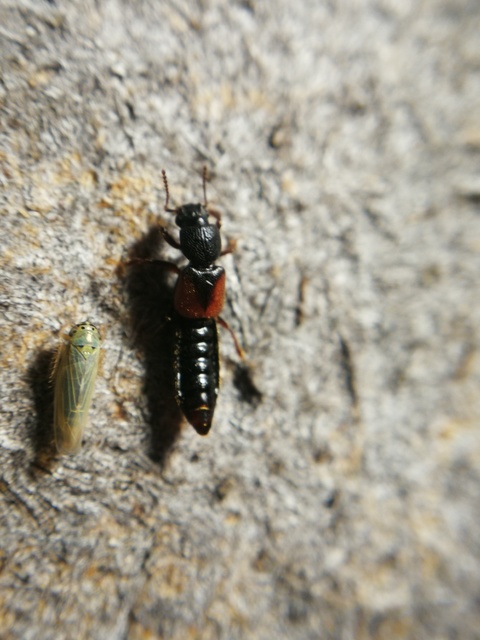 Bledius tricornis - háromszarvú ásóholyva Bledius tricornis - háromszarvú ásóholyva