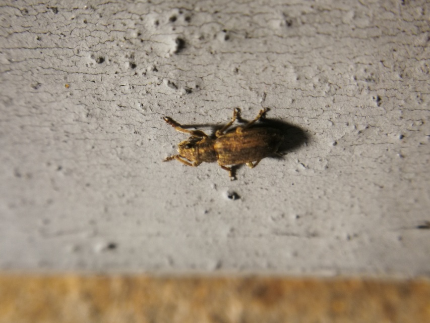 Sitona callosus - szempillás csipkézőbogár