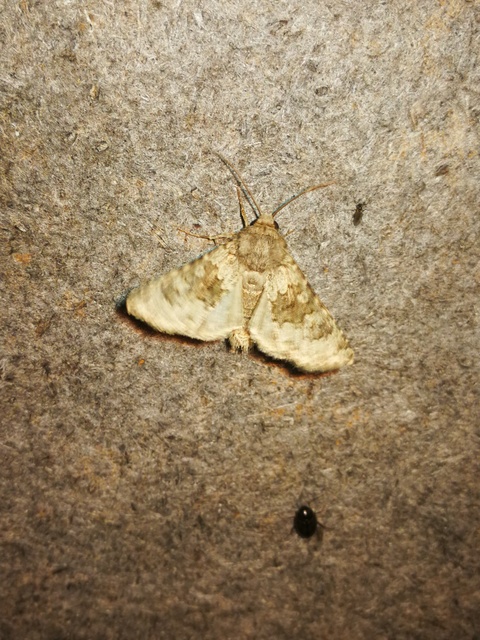 Hecatera dysodea - parajbagoly
