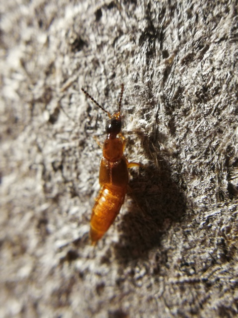 Philonthus quisquiliarius - zöldfényű ganajholyva