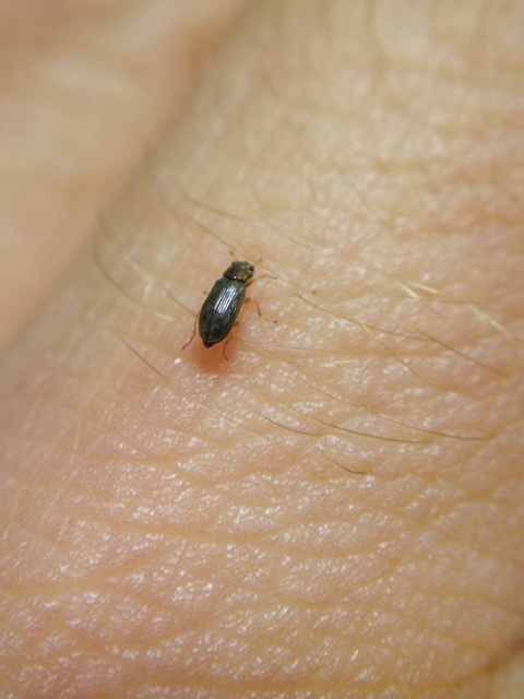 Helophorus
