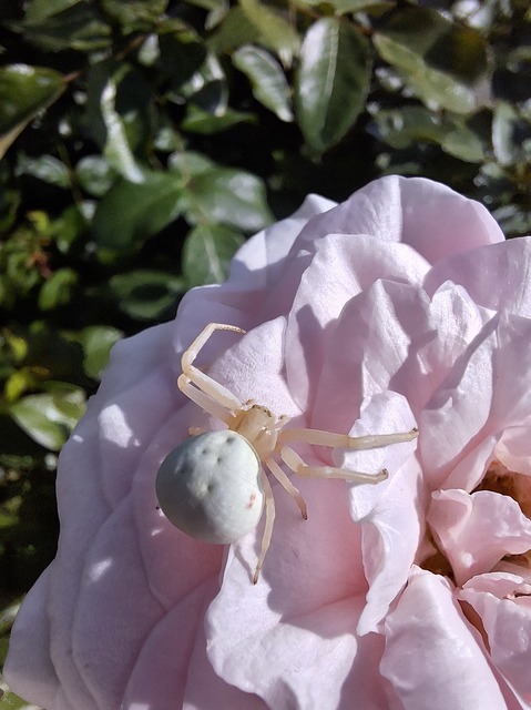Misumena vatia - viráglakó karolópók