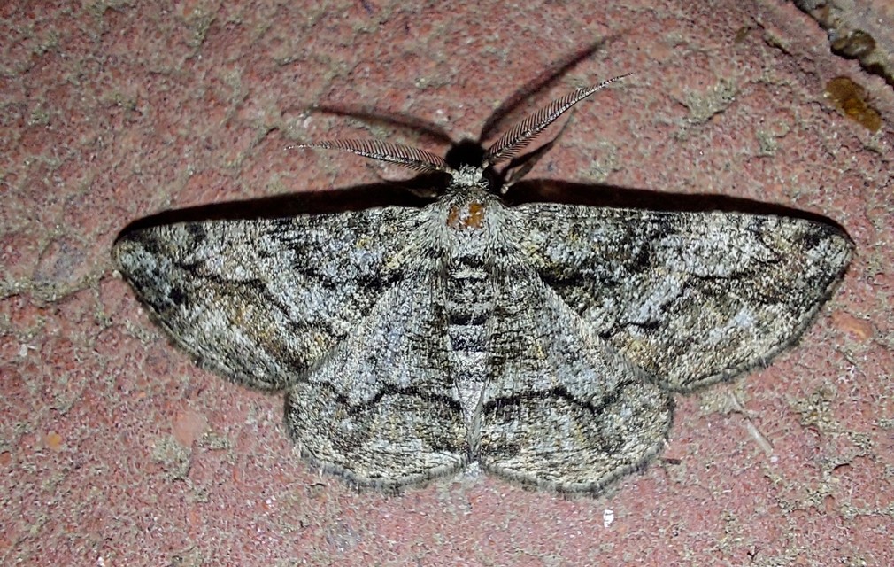 Synopsia sociaria - ürömaraszoló