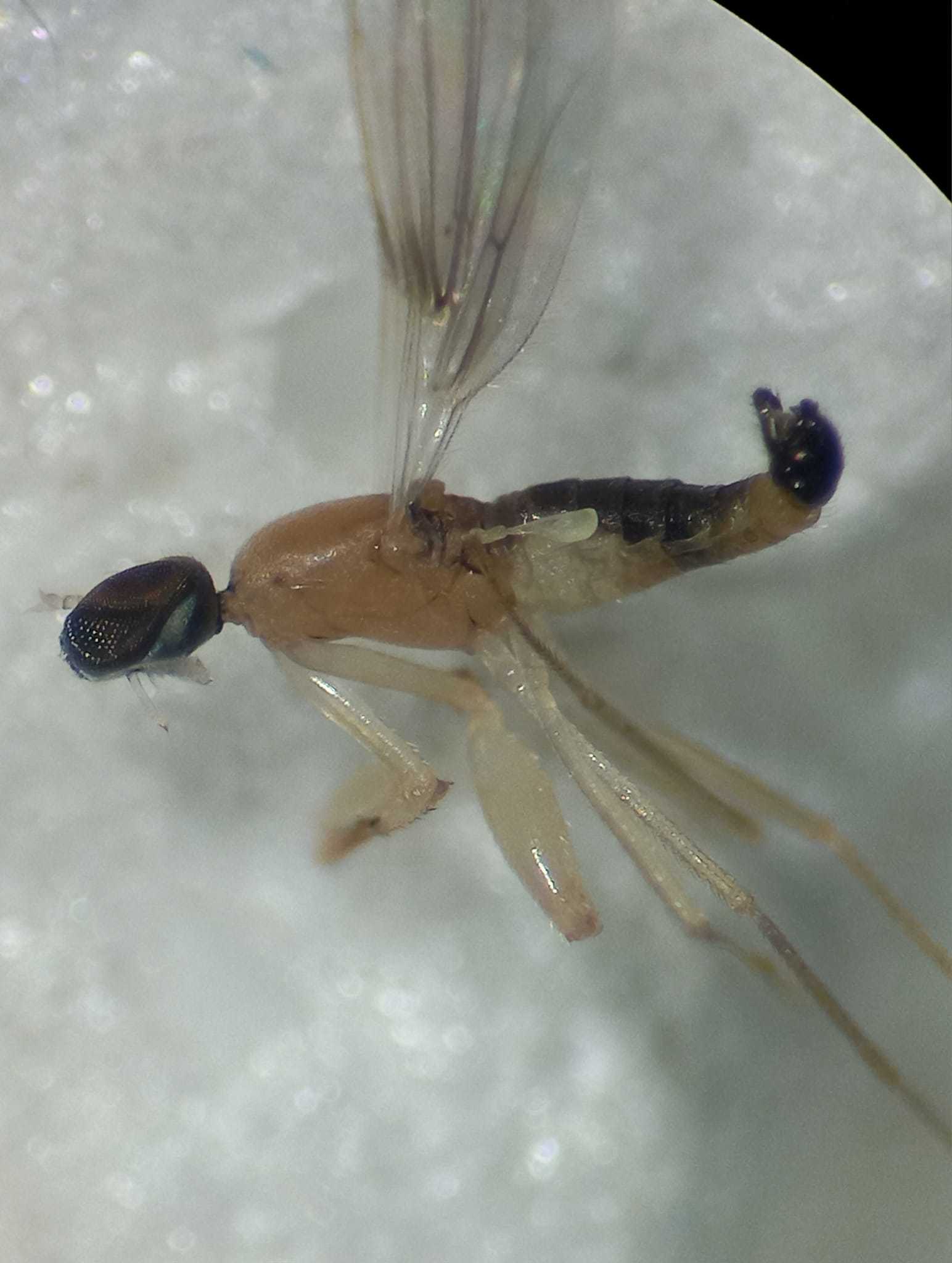 Hemerodromia