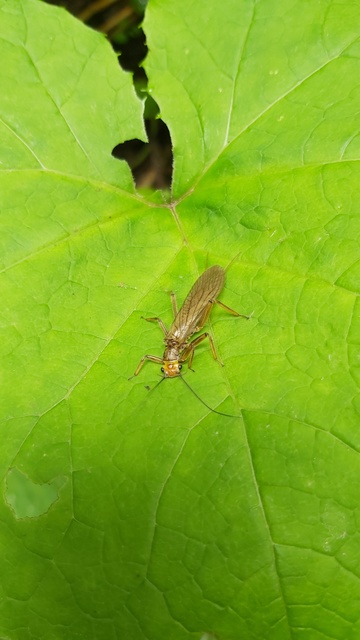 Plecoptera - Álkérészek