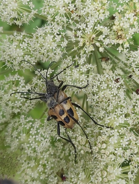 Pachyta quadrimaculata - bajnócacincér