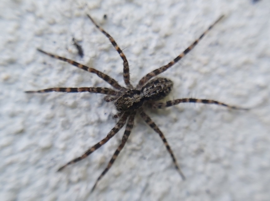 Pardosa