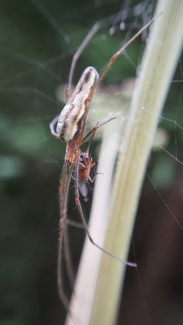Tetragnatha