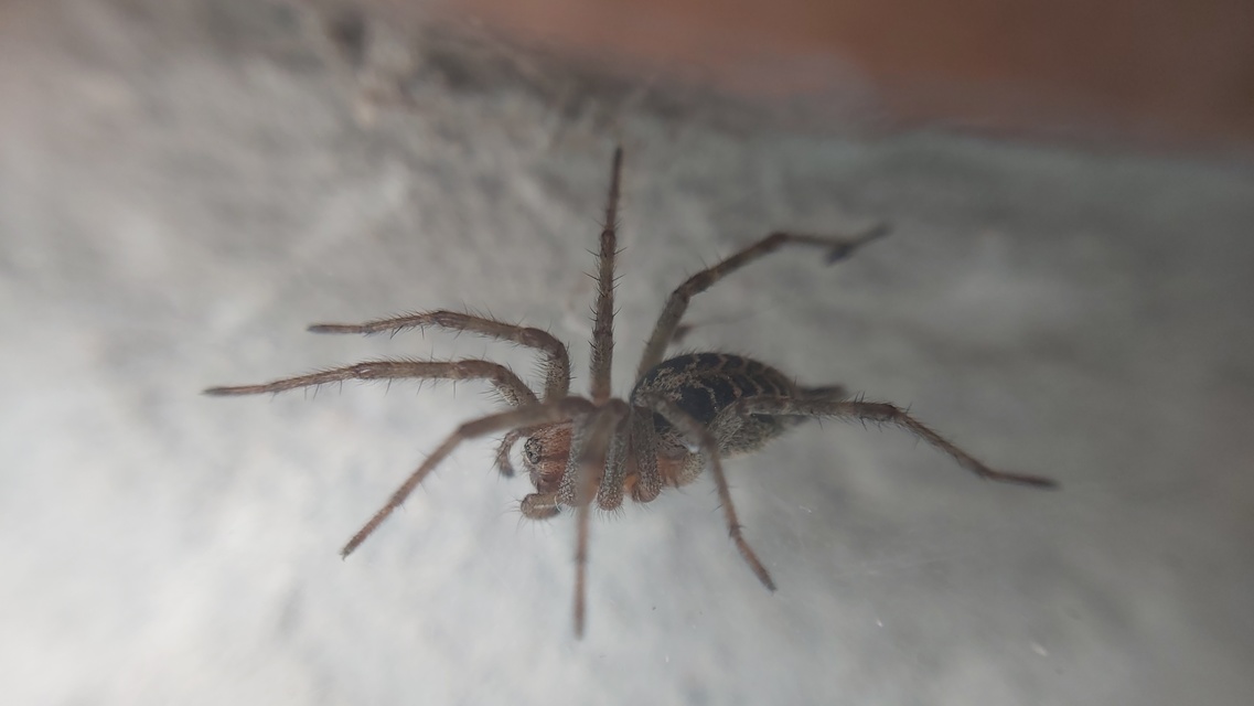 Agelena labyrinthica - illó tölcsérpók