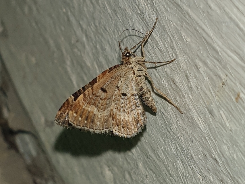 Xanthorhoe ferrugata - kerti tarkaaraszoló