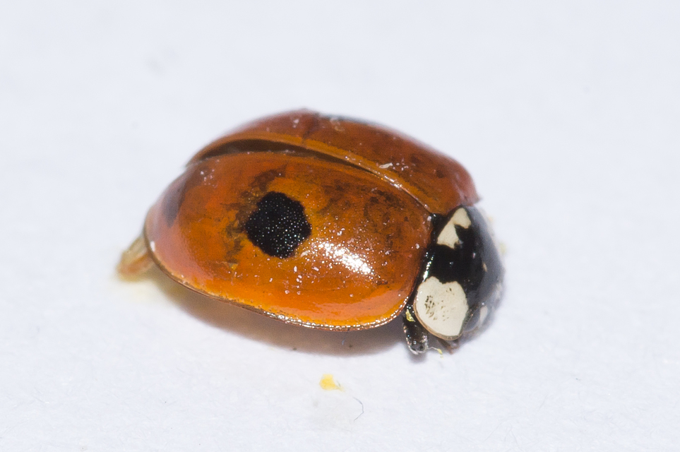 Adalia bipunctata - kétpettyes katica