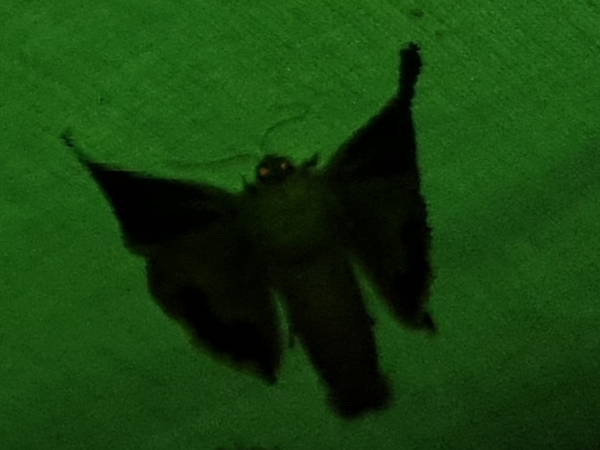 Noctua janthe - lappangó sárgafűbagoly