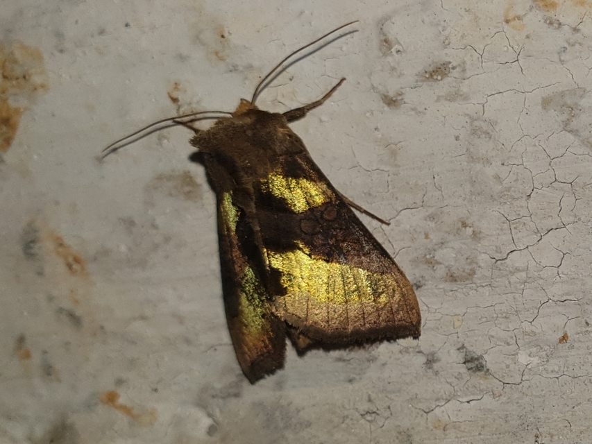 Diachrysia chrysitis - aranybagoly