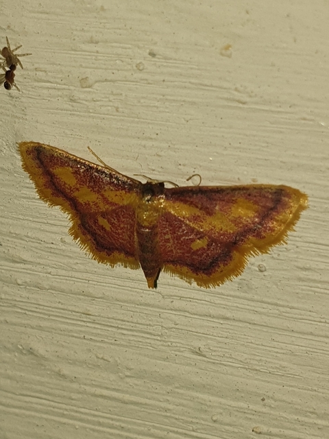 Idaea muricata - mocsári pirosaraszoló