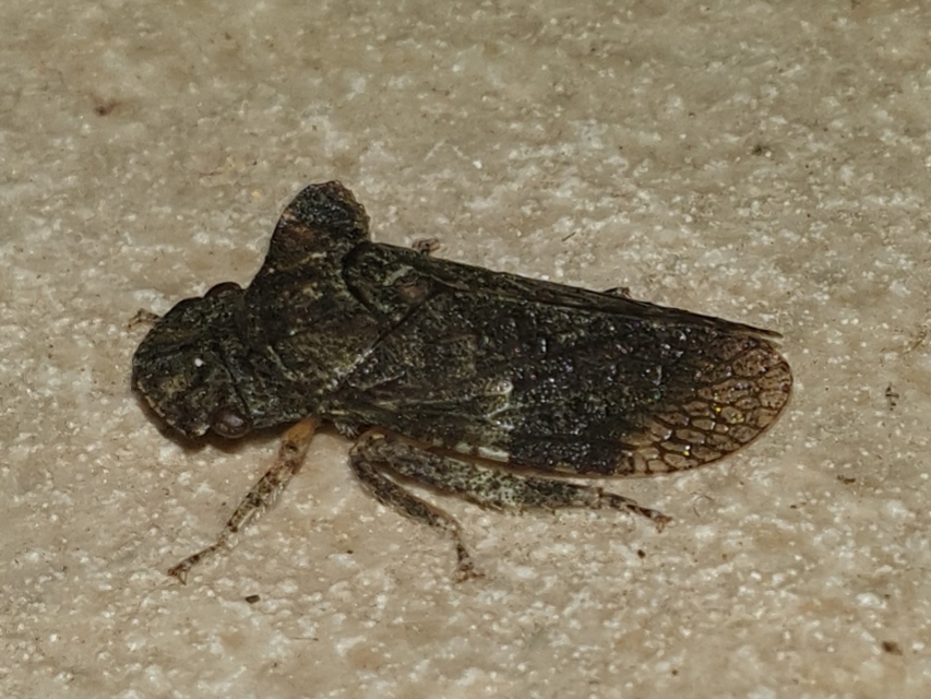 Ledra aurita - füleskabóca
