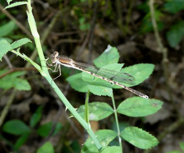 Sympecma fusca - téli rablószitakötő