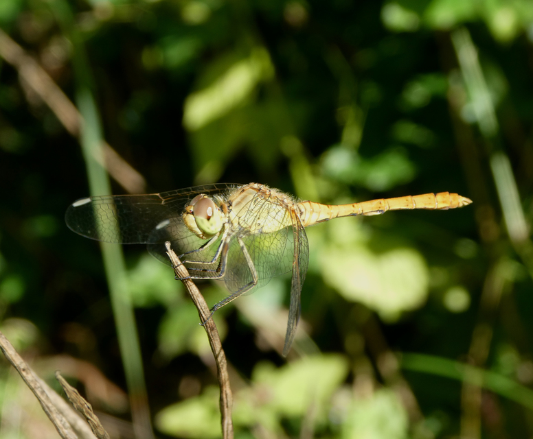 Sympetrum meridionale - fakó katona-szitakötő