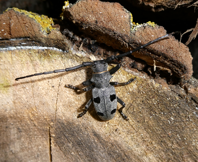 Morimus asper funereus - gyászcincér