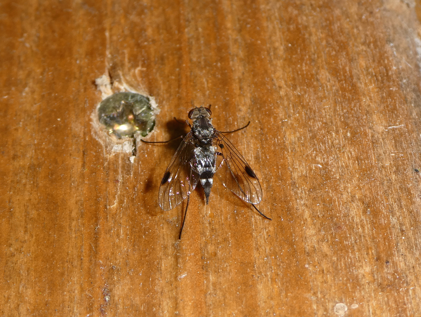 Chrysopilus erythrophthalmus